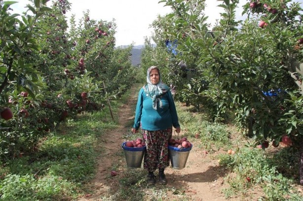Foto - Tam 2 buçuk milyar TL Elma deyip geçmeyin ortalığı yıkıp geçti