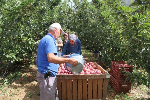 Foto - Tam 2 buçuk milyar TL Elma deyip geçmeyin ortalığı yıkıp geçti
