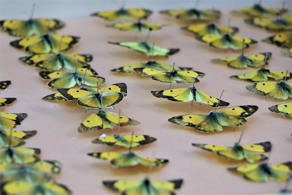 Foto - Tam 200 bin tane! Görenleri şaşkına çeviren koleksiyon