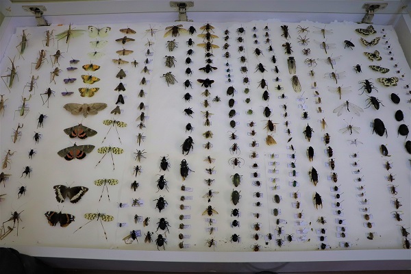 Foto - Tam 200 bin tane! Görenleri şaşkına çeviren koleksiyon