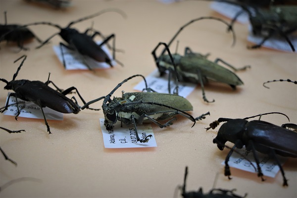 Foto - Tam 200 bin tane! Görenleri şaşkına çeviren koleksiyon