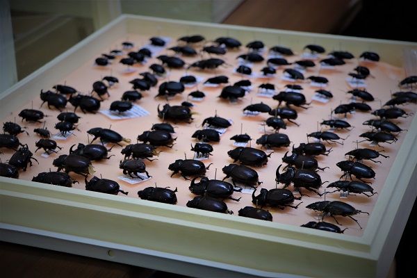 Foto - Tam 200 bin tane! Görenleri şaşkına çeviren koleksiyon