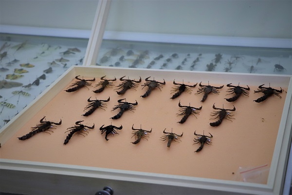 Foto - Tam 200 bin tane! Görenleri şaşkına çeviren koleksiyon