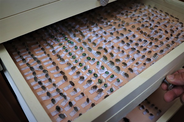 Foto - Tam 200 bin tane! Görenleri şaşkına çeviren koleksiyon