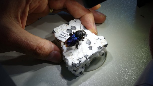 Foto - Tam 4 bin çeşidi var! Bu müzeye herkes giremez