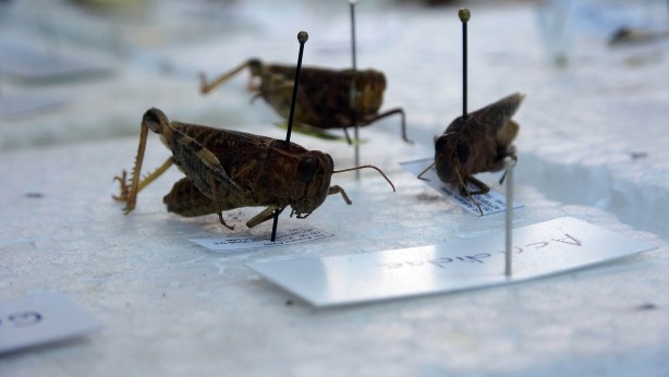 Foto - Tam 4 bin çeşidi var! Bu müzeye herkes giremez