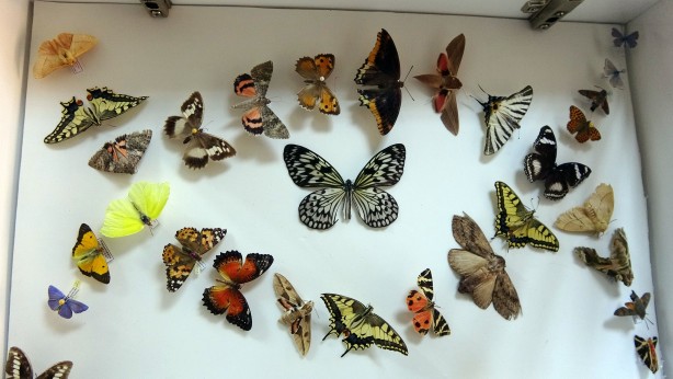 Foto - Tam 4 bin çeşidi var! Bu müzeye herkes giremez