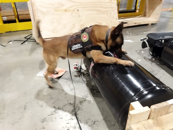 Foto - Tam 427 kilogram yakalandı! İstanbul Havalimanı'nda hareketli saatler