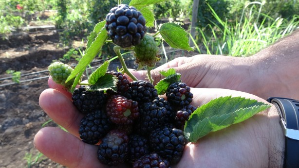 Foto - Tam 43 ülkeye gönderiliyor! Türkiye'nin en büyüğü burada