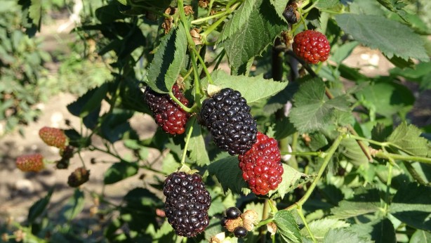 Foto - Tam 43 ülkeye gönderiliyor! Türkiye'nin en büyüğü burada