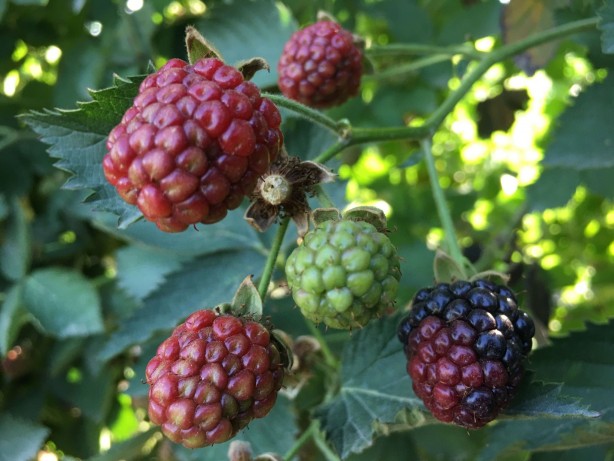 Foto - Tam 43 ülkeye gönderiliyor! Türkiye'nin en büyüğü burada