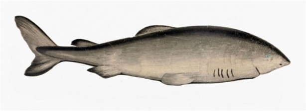 Foto - Tam 517 yıl yaşıyor!