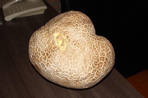 Foto - Tam 8 kilo 200 gram ağırlığında! Biraz daha dikkatli bakın sizce bu ne?