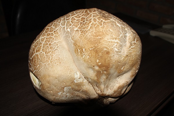 Foto - Tam 8 kilo 200 gram ağırlığında! Biraz daha dikkatli bakın sizce bu ne?