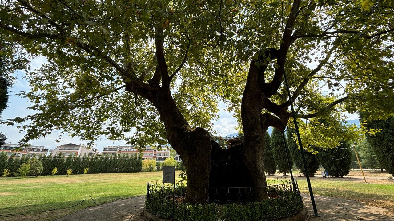 Foto - Tam 930 yaşında! Bu çınar zamana meydan okuyor