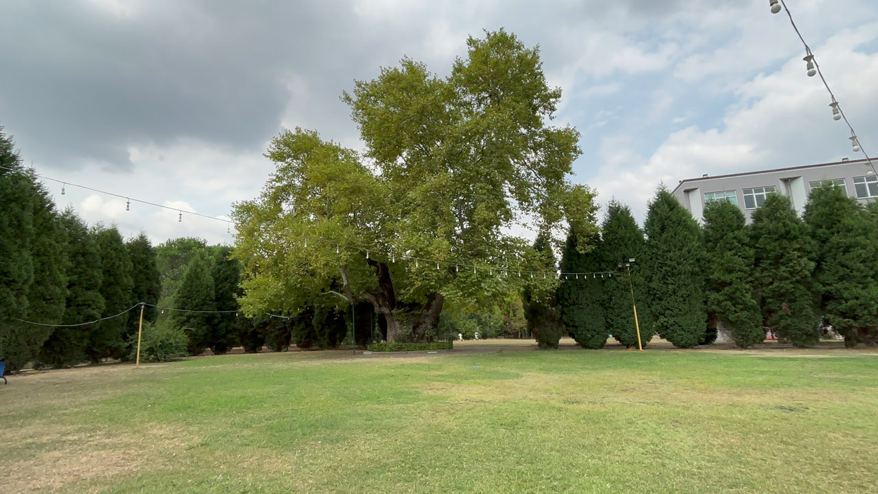 Foto - Tam 930 yaşında! Bu çınar zamana meydan okuyor