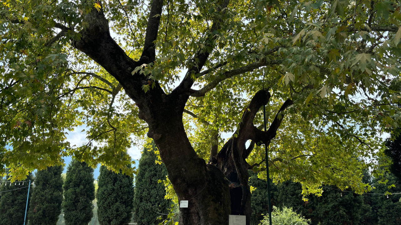 Foto - Tam 930 yaşında! Bu çınar zamana meydan okuyor