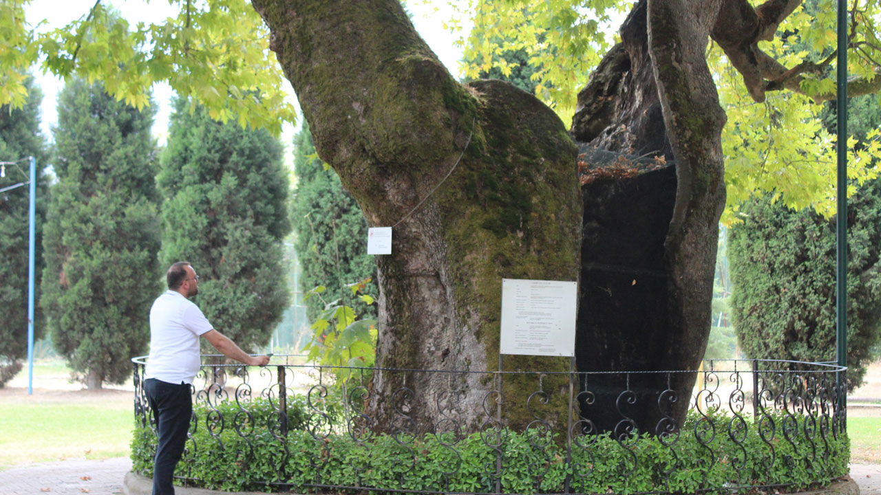 Foto - Tam 930 yaşında! Bu çınar zamana meydan okuyor