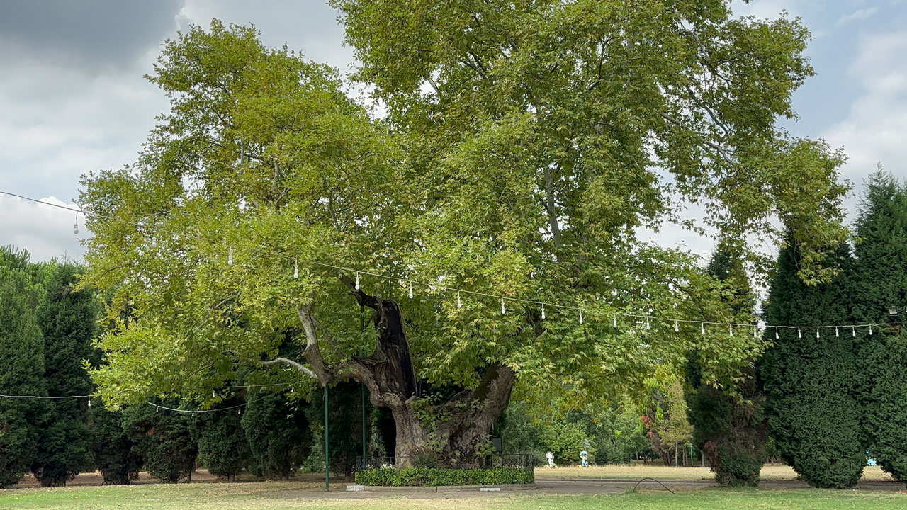 Tam 930 yaşında! Bu çınar zamana meydan okuyor