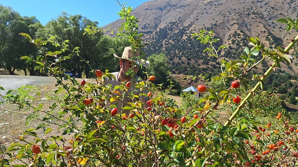 Foto - Tam bir C vitamini deposu! 100 gramı bir kasa portakala eşdeğer