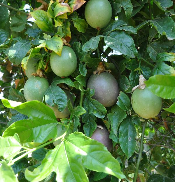 Foto - Tam bir doğal sakinleştirici! Faydaları büyük dikkat çekiyor