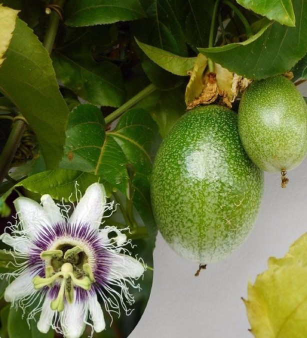 Foto - Tam bir doğal sakinleştirici! Faydaları büyük dikkat çekiyor