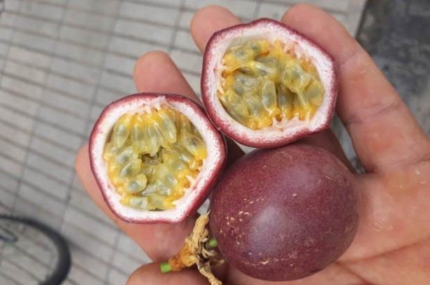 Foto - Tam bir doğal sakinleştirici! Faydaları büyük dikkat çekiyor