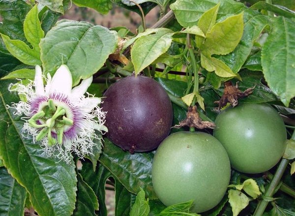 Foto - Tam bir doğal sakinleştirici! Faydaları büyük dikkat çekiyor