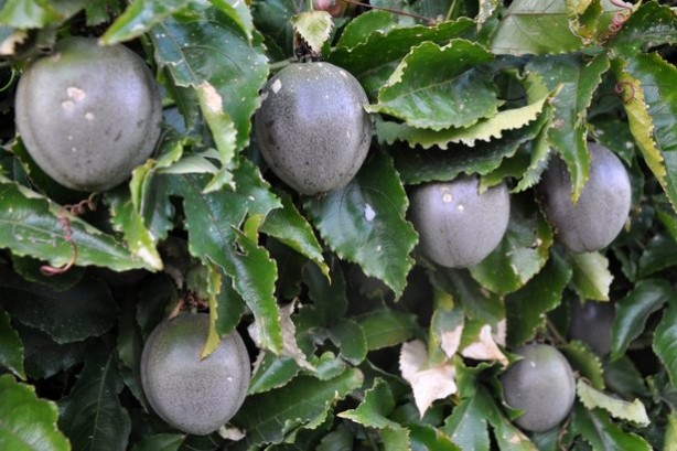 Foto - Tam bir doğal sakinleştirici! Faydaları büyük dikkat çekiyor