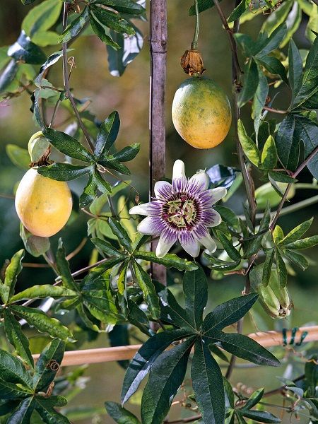 Foto - Tam bir doğal sakinleştirici! Faydaları büyük dikkat çekiyor