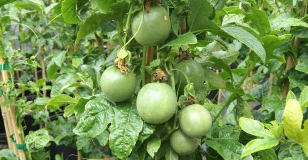 Foto - Tam bir doğal sakinleştirici! Faydaları büyük dikkat çekiyor