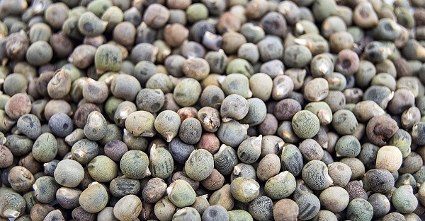 Foto - Tam bir şifa deposu! Ağrıyı bıçak gibi kesiyor