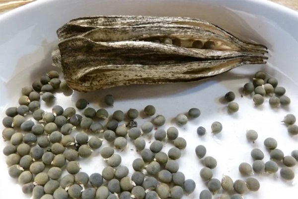 Foto - Tam bir şifa deposu! Ağrıyı bıçak gibi kesiyor