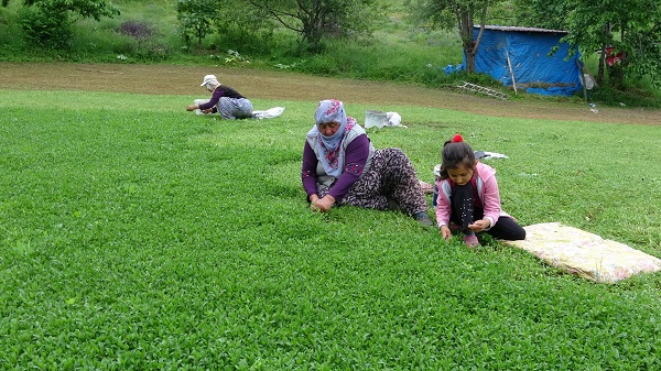 Foto - Tam bir şifa deposu! Beklenti 60 ton