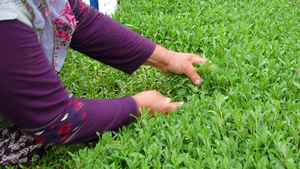 Foto - Tam bir şifa deposu! Beklenti 60 ton