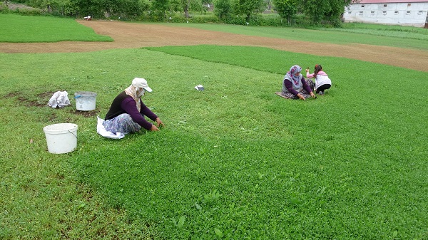 Foto - Tam bir şifa deposu! Beklenti 60 ton