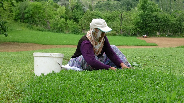 Foto - Tam bir şifa deposu! Beklenti 60 ton