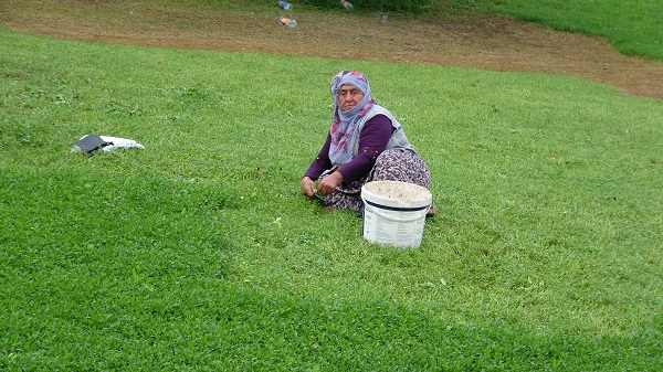 Foto - Tam bir şifa deposu! Beklenti 60 ton