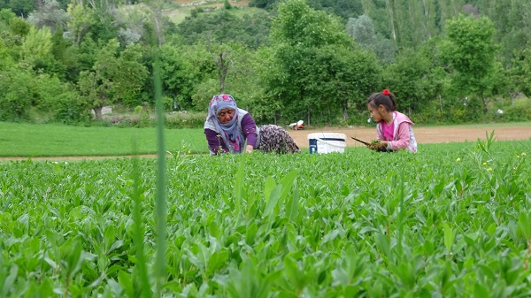 Foto - Tam bir şifa deposu! Beklenti 60 ton