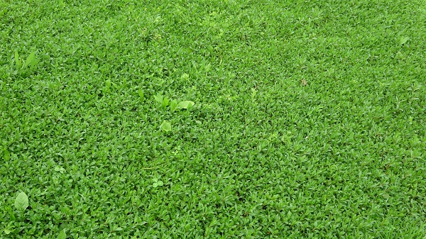 Foto - Tam bir şifa deposu! Beklenti 60 ton