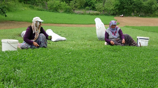 Foto - Tam bir şifa deposu! Beklenti 60 ton