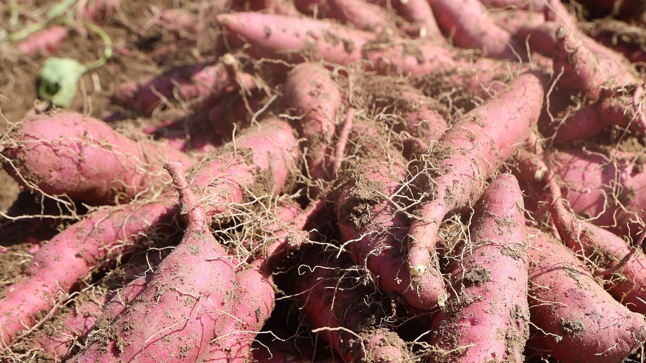Foto - Tam bir şifa deposu! Bir kez tadan bir daha vazgeçemiyor