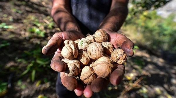 Foto - Tam bir şifa deposu | Bu iki besini birlikte yerseniz bakın ne oluyor!