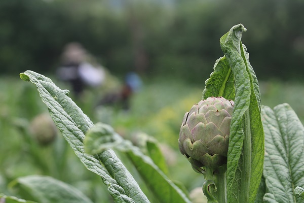 Foto - Tam bir şifa deposu! Mevsimi geldi talebe yetişemiyorlar