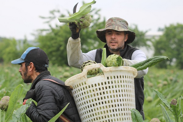 Foto - Tam bir şifa deposu! Mevsimi geldi talebe yetişemiyorlar