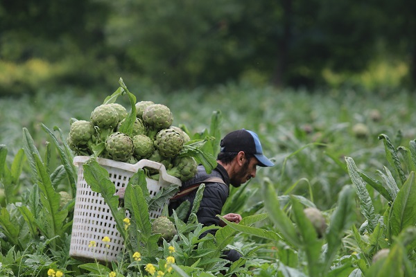 Foto - Tam bir şifa deposu! Mevsimi geldi talebe yetişemiyorlar