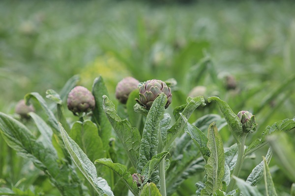 Tam bir şifa deposu! Mevsimi geldi talebe yetişemiyorlar