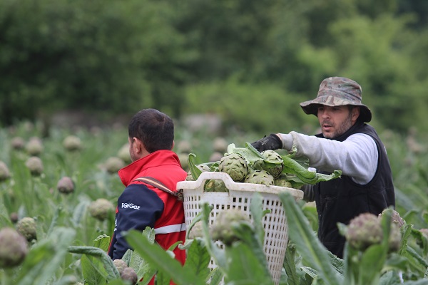 Foto - Tam bir şifa deposu! Mevsimi geldi talebe yetişemiyorlar