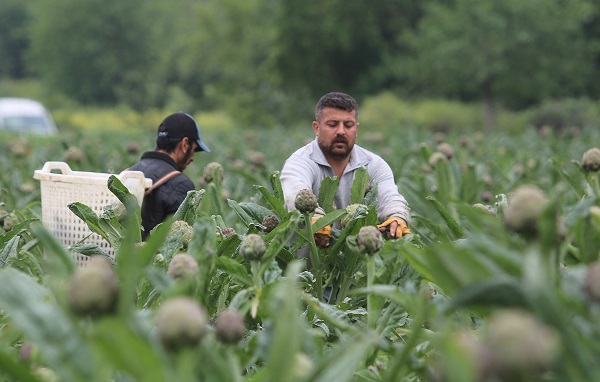Foto - Tam bir şifa deposu! Mevsimi geldi talebe yetişemiyorlar