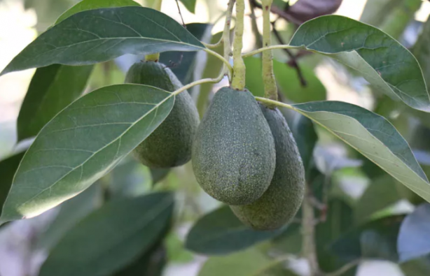 Foto - Tam bir vitamin deposu! Avokado'da 30 milyon ihracat hedefleniyor